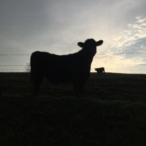 Meet your Posher, Tim